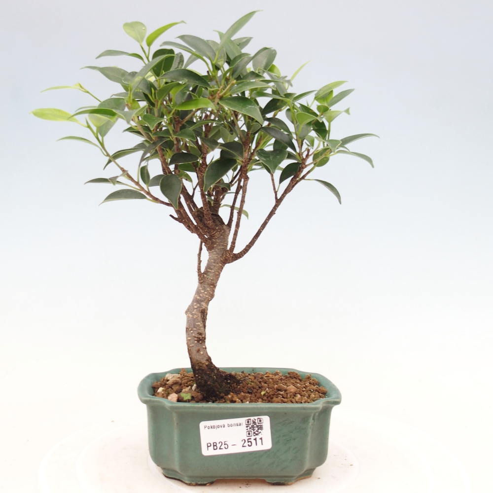 Pokojová bonsai - Ficus retusa - malolistý fíkus