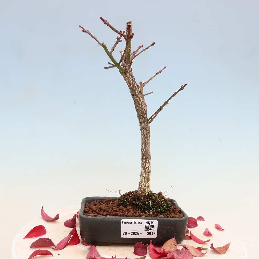 Bonsai ogrodowe – Euonymus alatus comactus – skrzydlaty
