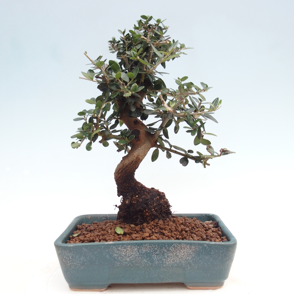 Bonsai do wnętrz - Olea europaea sylvestris
