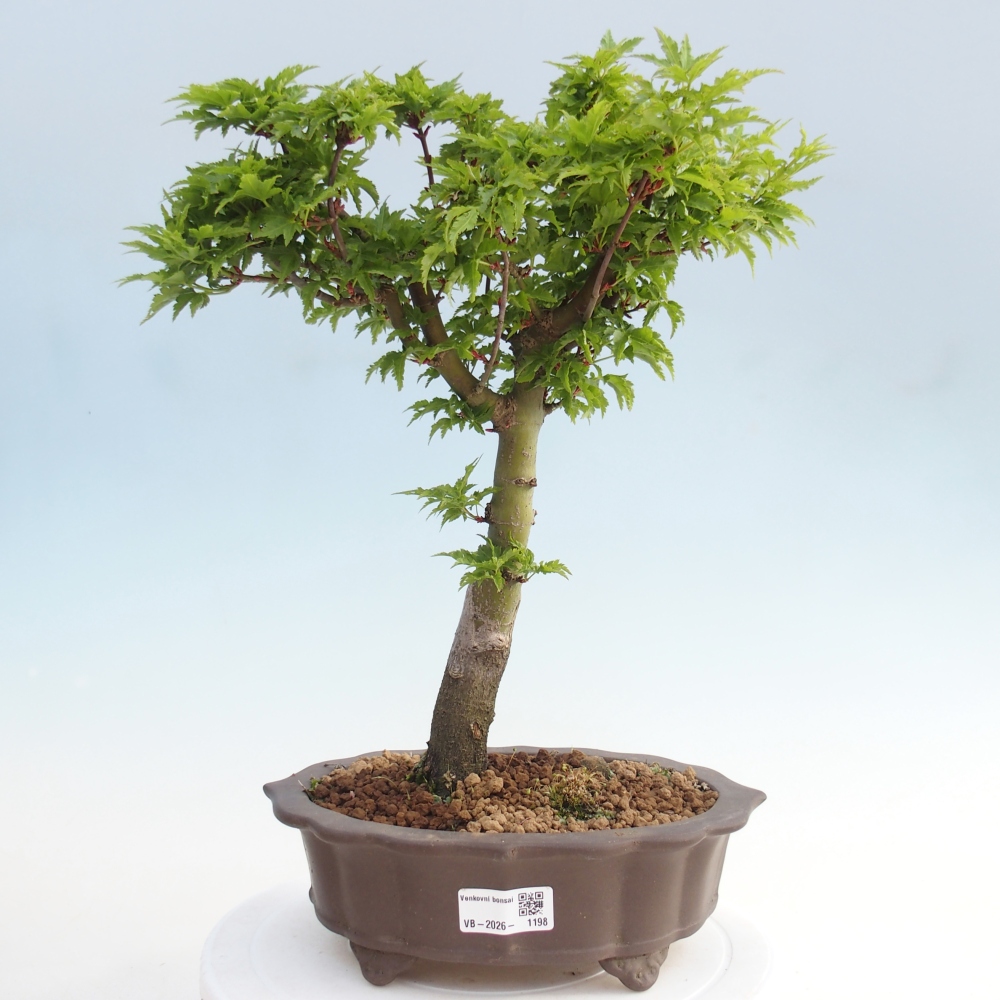 Outdoor bonsai - palma jaworowa Acer palmatum Shishigashira