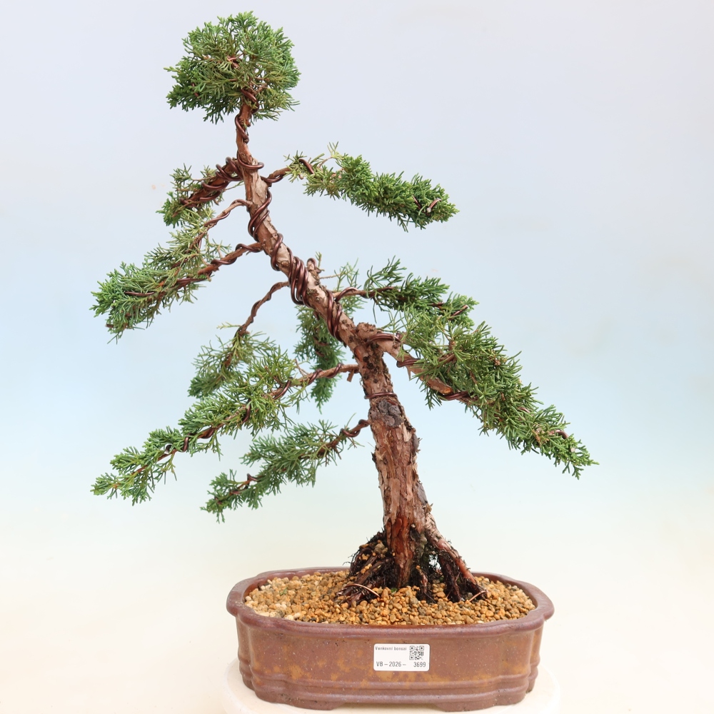 Outdoor bonsai - Juniperus chinensis Kishu