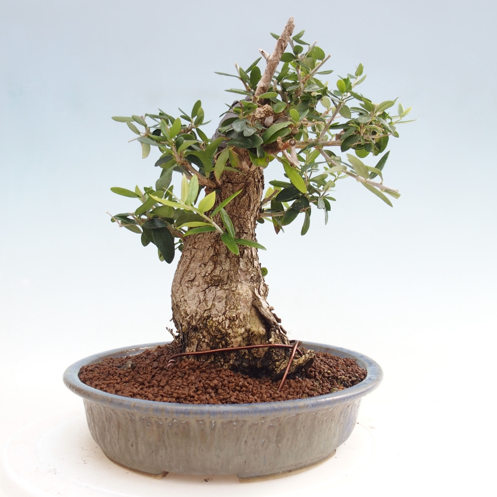 Kryte bonsai - Olea europaea sylvestris - Europejska oliwa z małych liści
