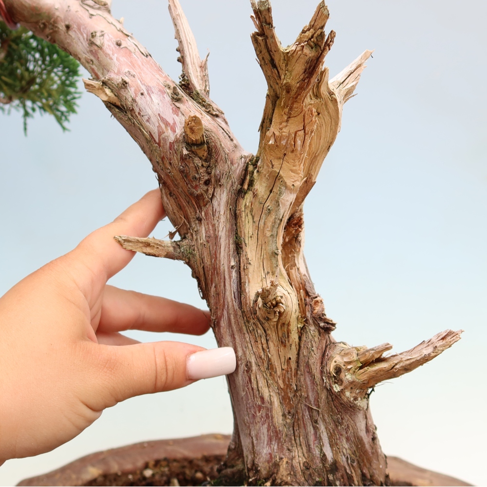 Outdoor bonsai - Juniperus chinensis Kishu