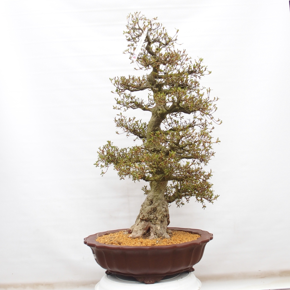 Bonsai zewnętrzne - Azalia japońska - Azalia Kinu-no-Hikari