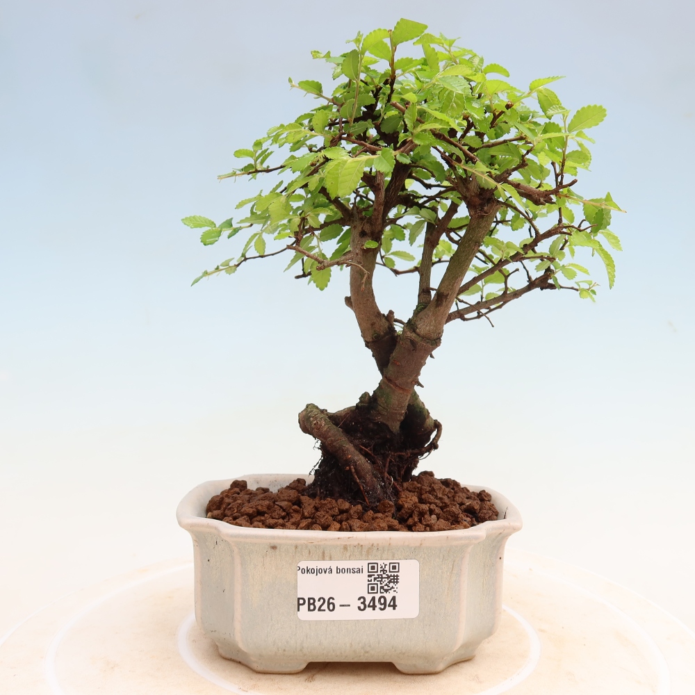 Pokój bonsai - Ulmus parvifolia - Wiąz drobnolistny