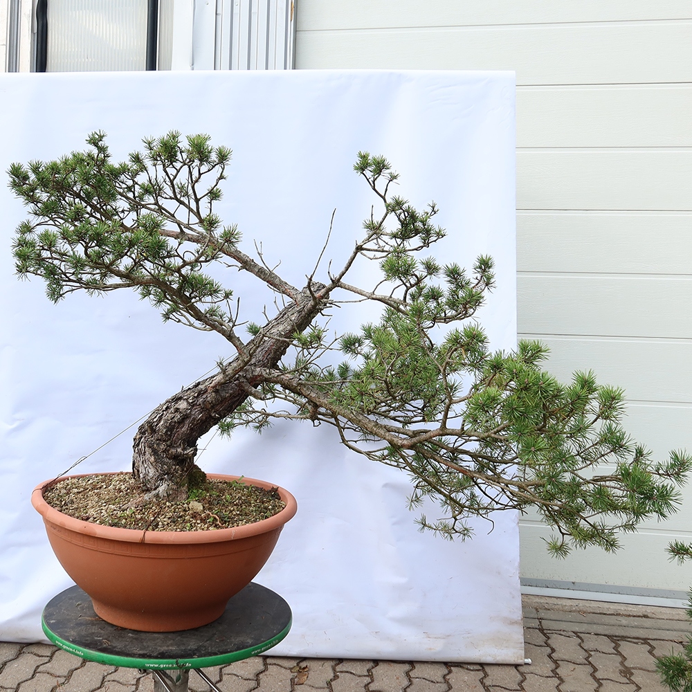 Pinus sylvestris Hiszpania – sosna zwyczajna