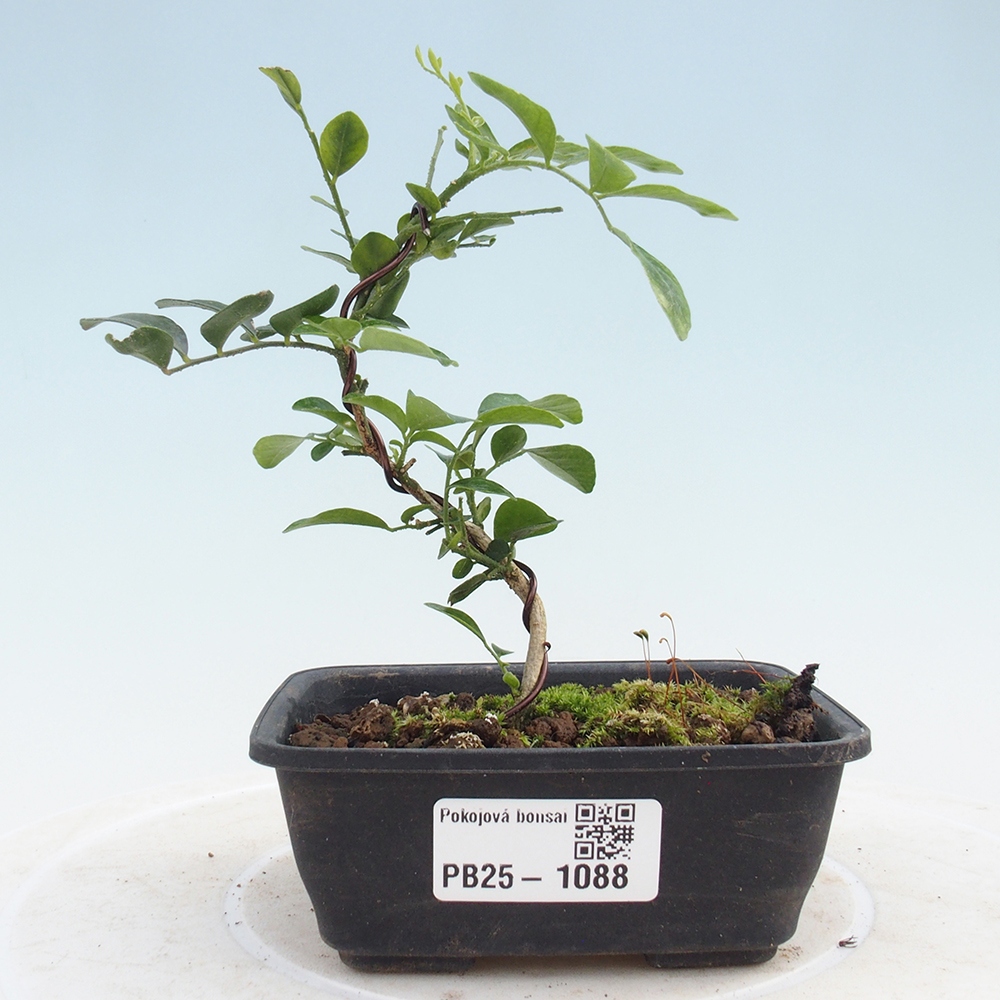 Pokój bonsai - Muraya paniculata