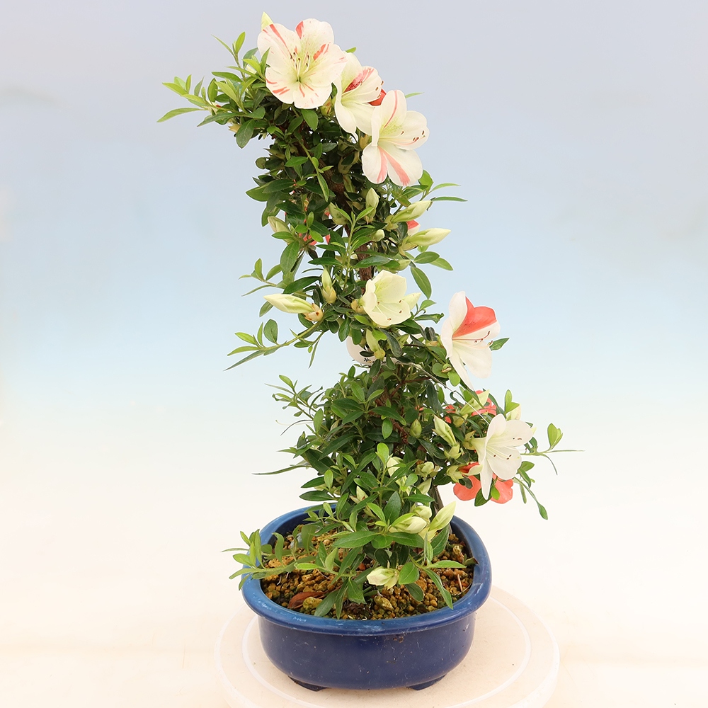 Bonsai zewnętrzne - Azalia japońska - Azalia Asahi-no-izumi