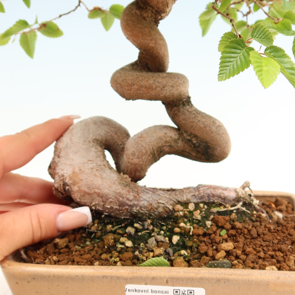 Outdoor bonsai - Carpinus coreana - grab koreański