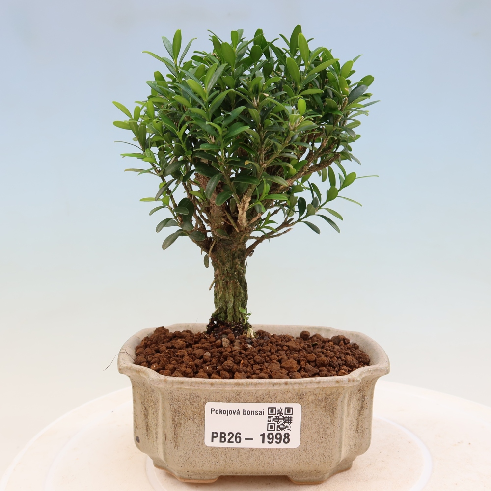 Pokój bonsai - Buxus harlandii - buxus korkowy