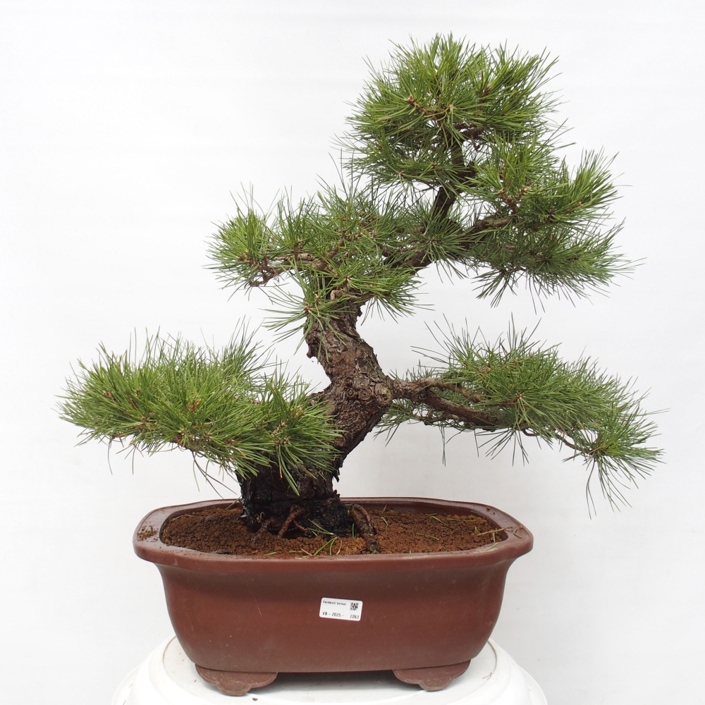 Bonsai ogrodowe - Pinus thunbergii - Sosna Thunberg