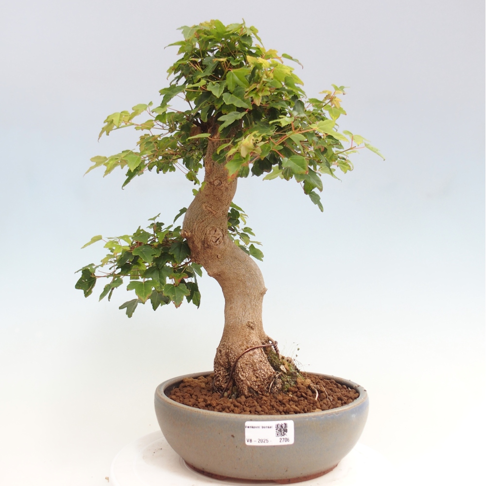 Outdoor bonsai - Maple Buergerianum - Burger Maple