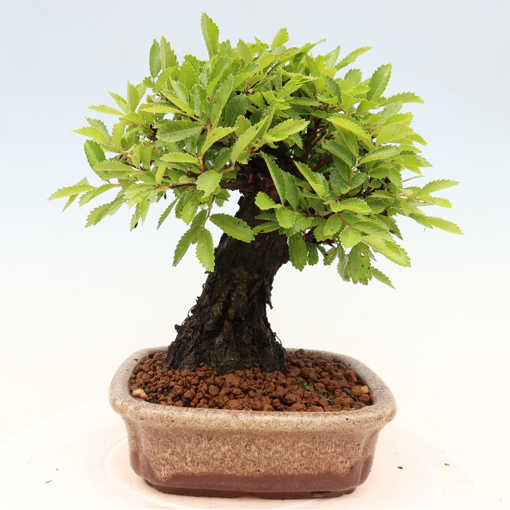 Bonsai zewnętrzne - Zelkova - Zelkova NIRE