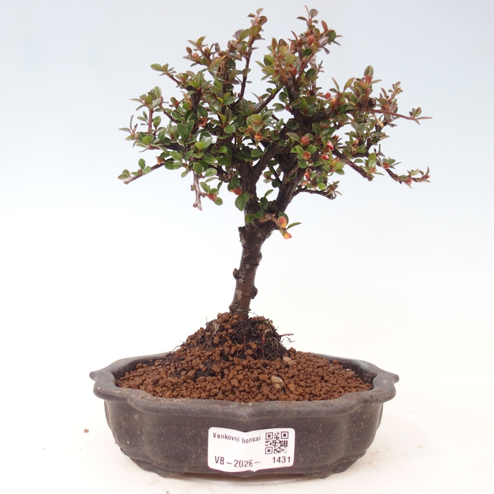 Outdoor bonsai - irga pozioma - Rocky Mountain