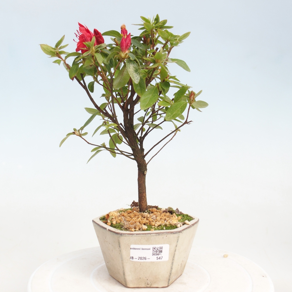 Outdoor bonsai - Azalia japońska - Azalea sp.