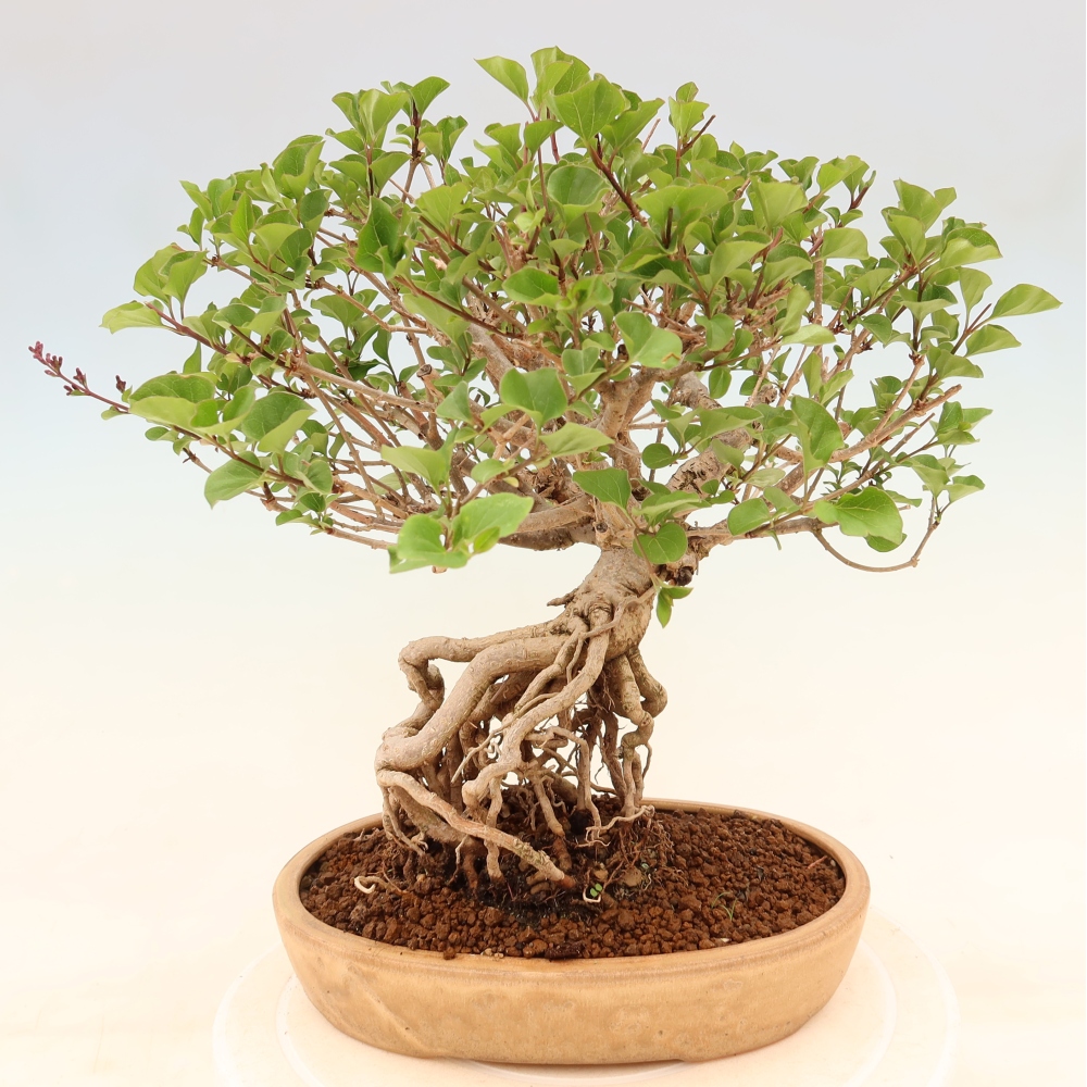 Outdoor bonsai - Syringa microphylla - liliowiec drobnokwiatowy