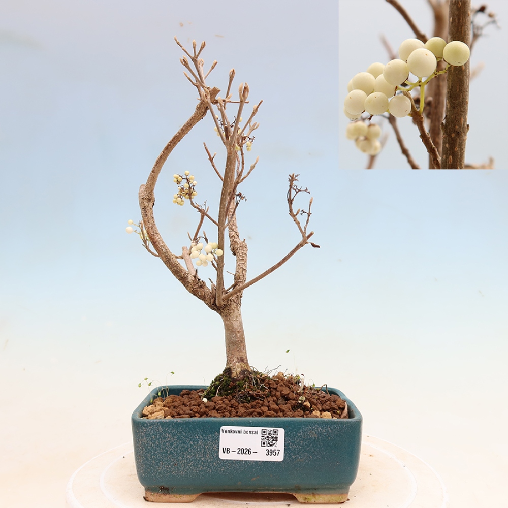 Bonsai ogrodowe – Callicarpa bodinieri Snowqueen – pięknoowocówka