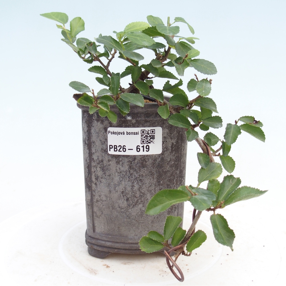 Indoor bonsai - Grewia occidentalis - Lawendowa rozgwiazda