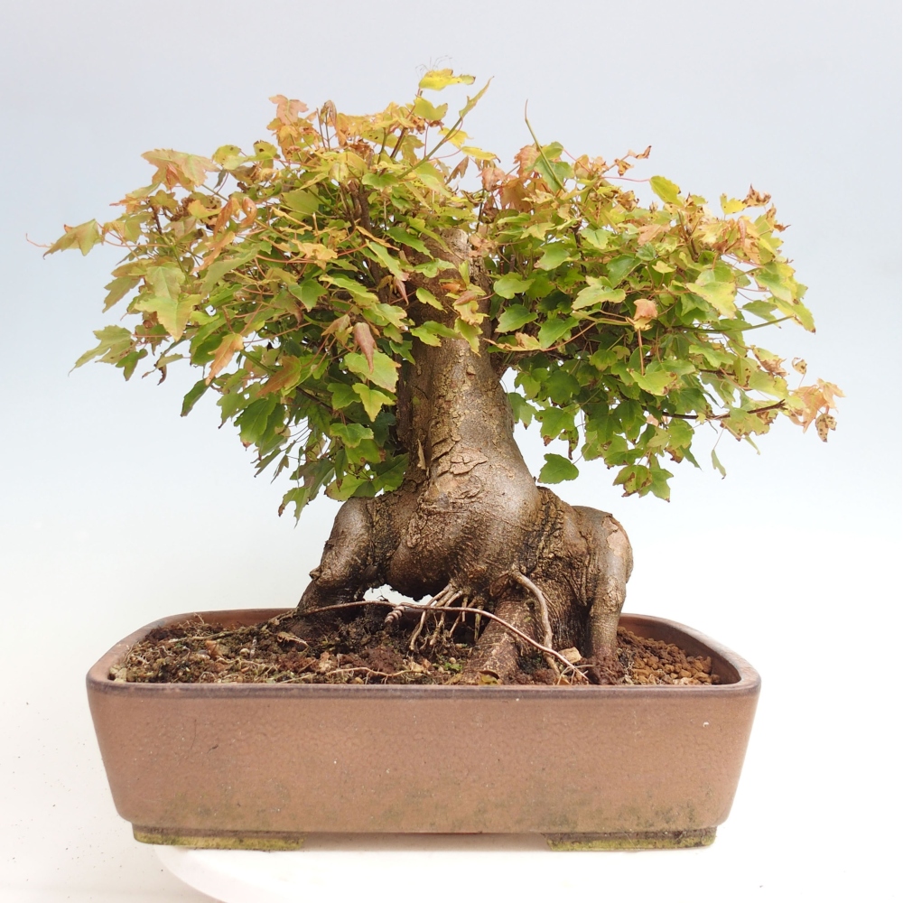 Outdoor bonsai - Maple Buergerianum - Burger Maple