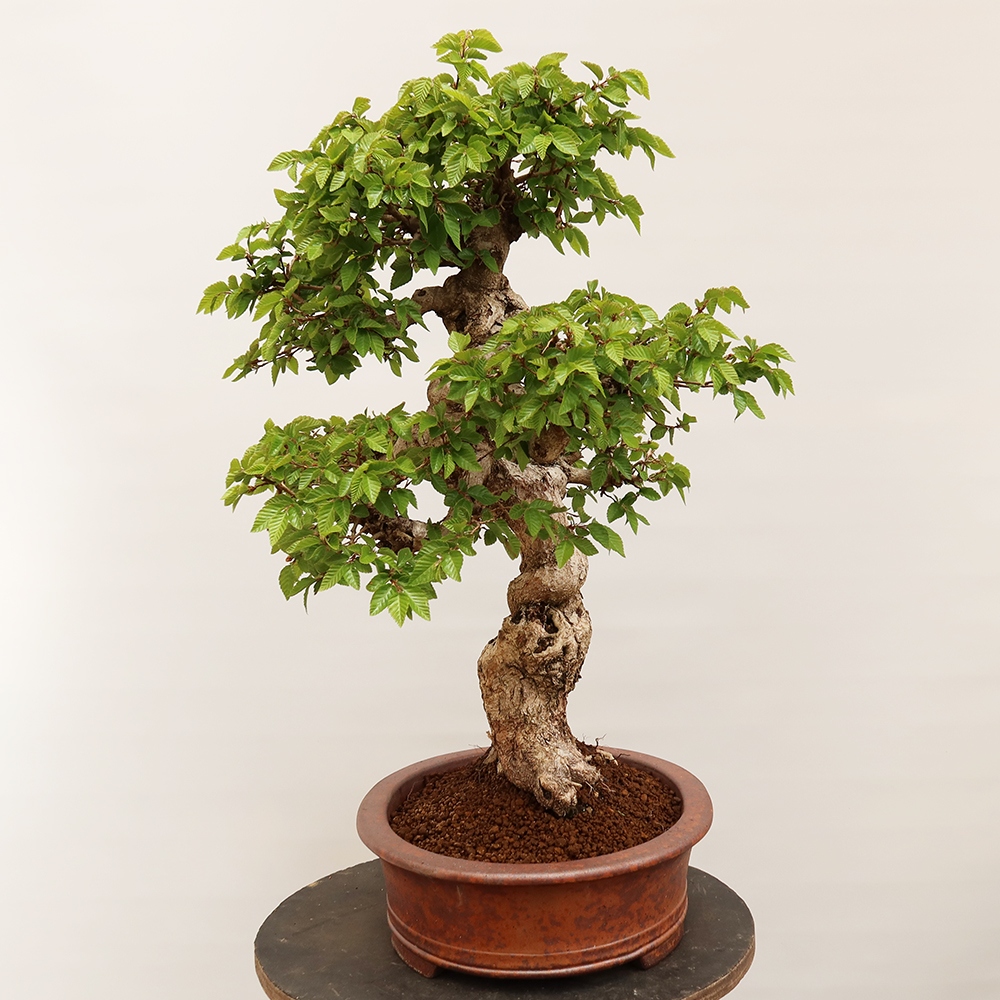 Bonsai plenerowe - Carpinus Coreana - grab koreański