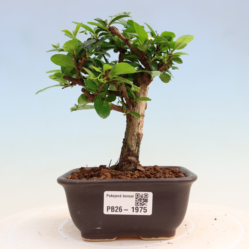 Bonsai pokojowe - Carmona macrophylla - Tea fuki