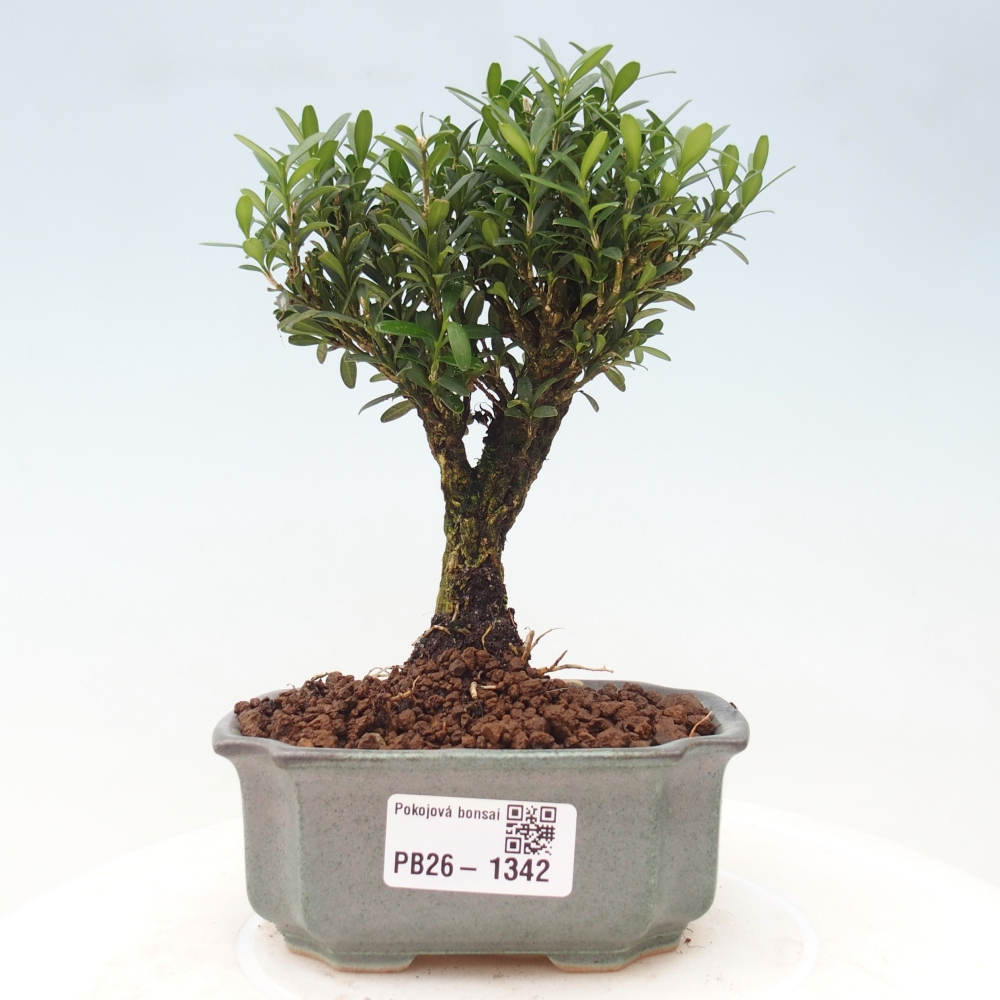 Pokój bonsai - Buxus harlandii - buxus korkowy