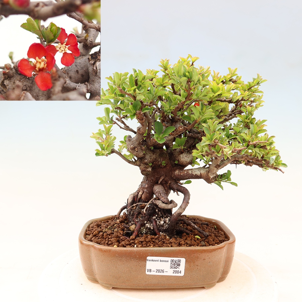 Bonsai zewnętrzne - Chaneomeles speciosa Chojubai