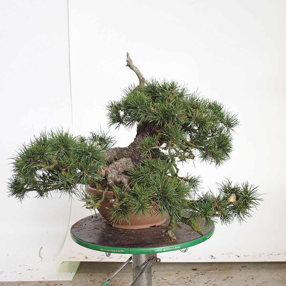 Yamadori - Pinus sylvestris Hiszpania