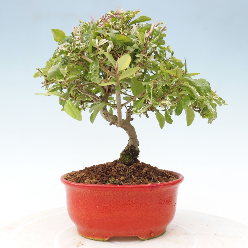Outdoor bonsai - Ligustrum obtusifolium - Dziób ptasi o matowych liściach