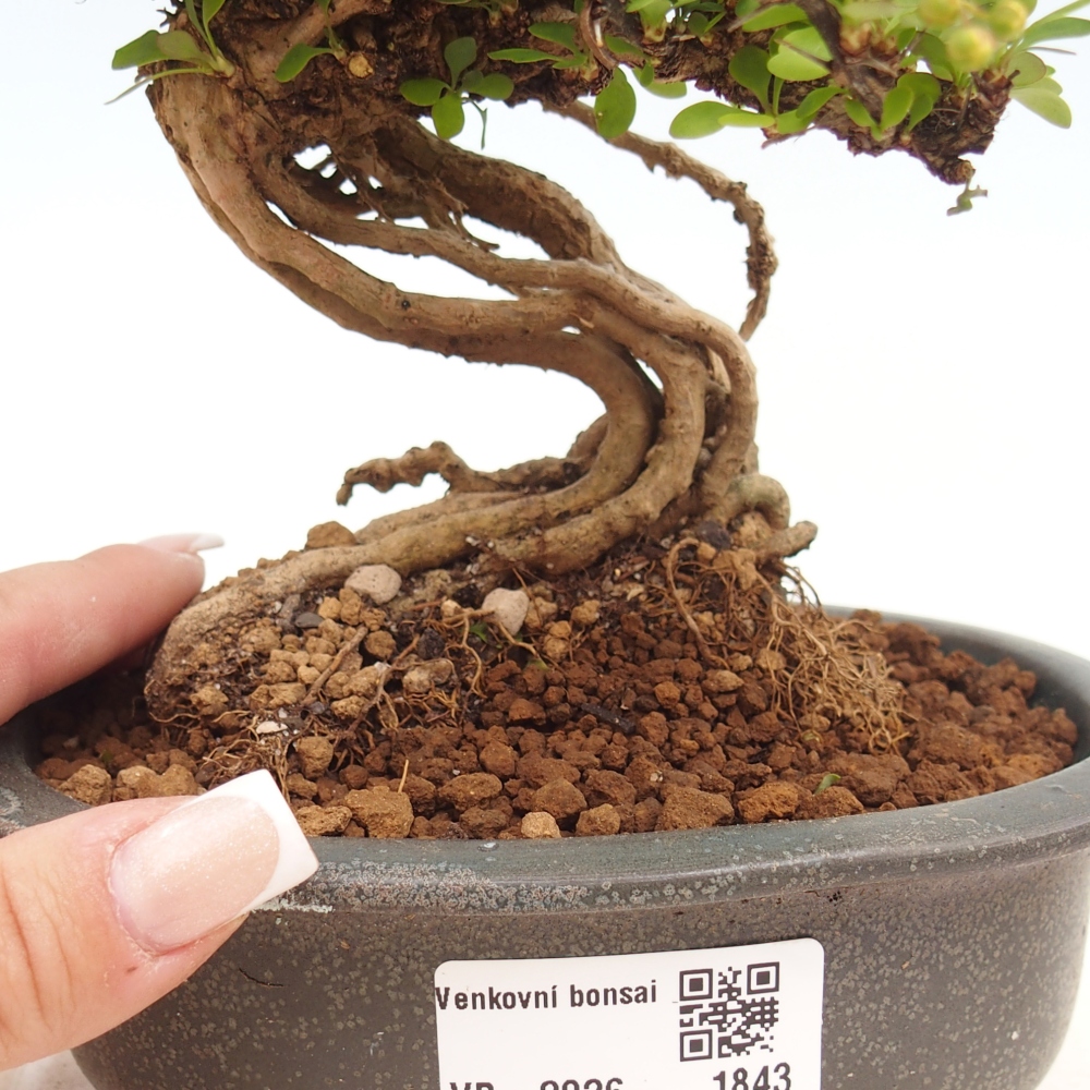Bonsai zewnętrzne - Berberis coreana
