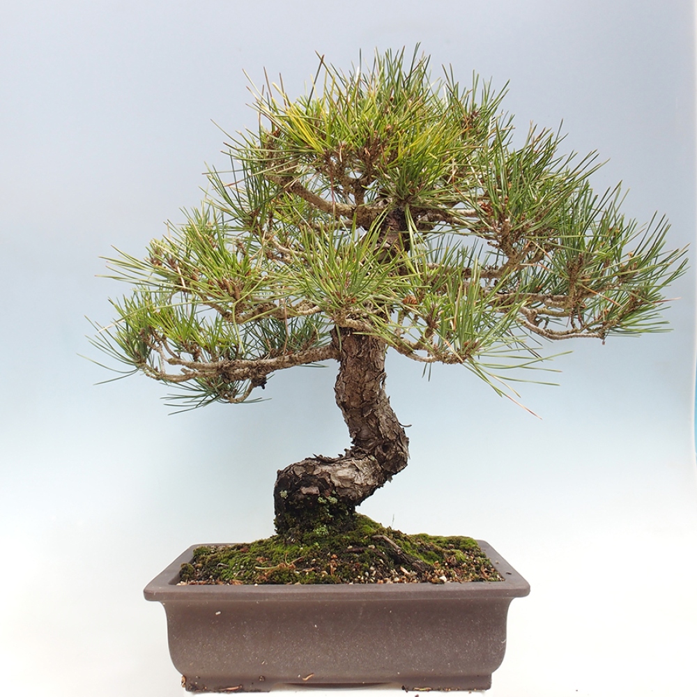 Outdoor bonsai - Pinus thunbergii - sosna Thunberga