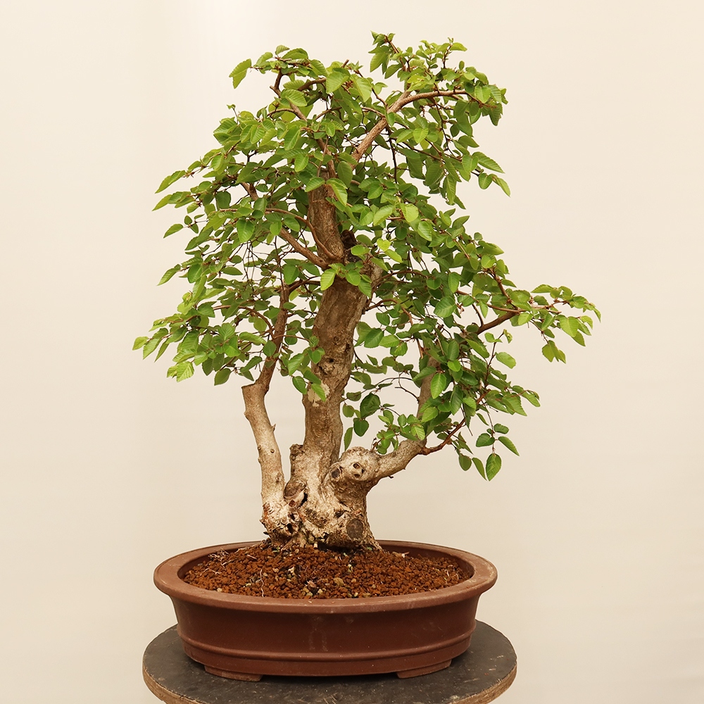 Bonsai plenerowe - Carpinus Coreana - grab koreański