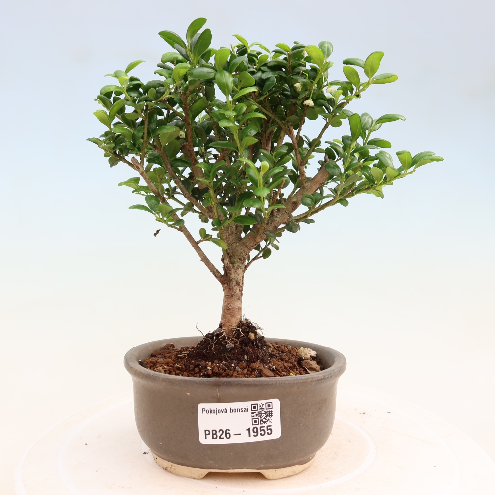 Pokój bonsai - Ilex crenata - Ostrokrzew