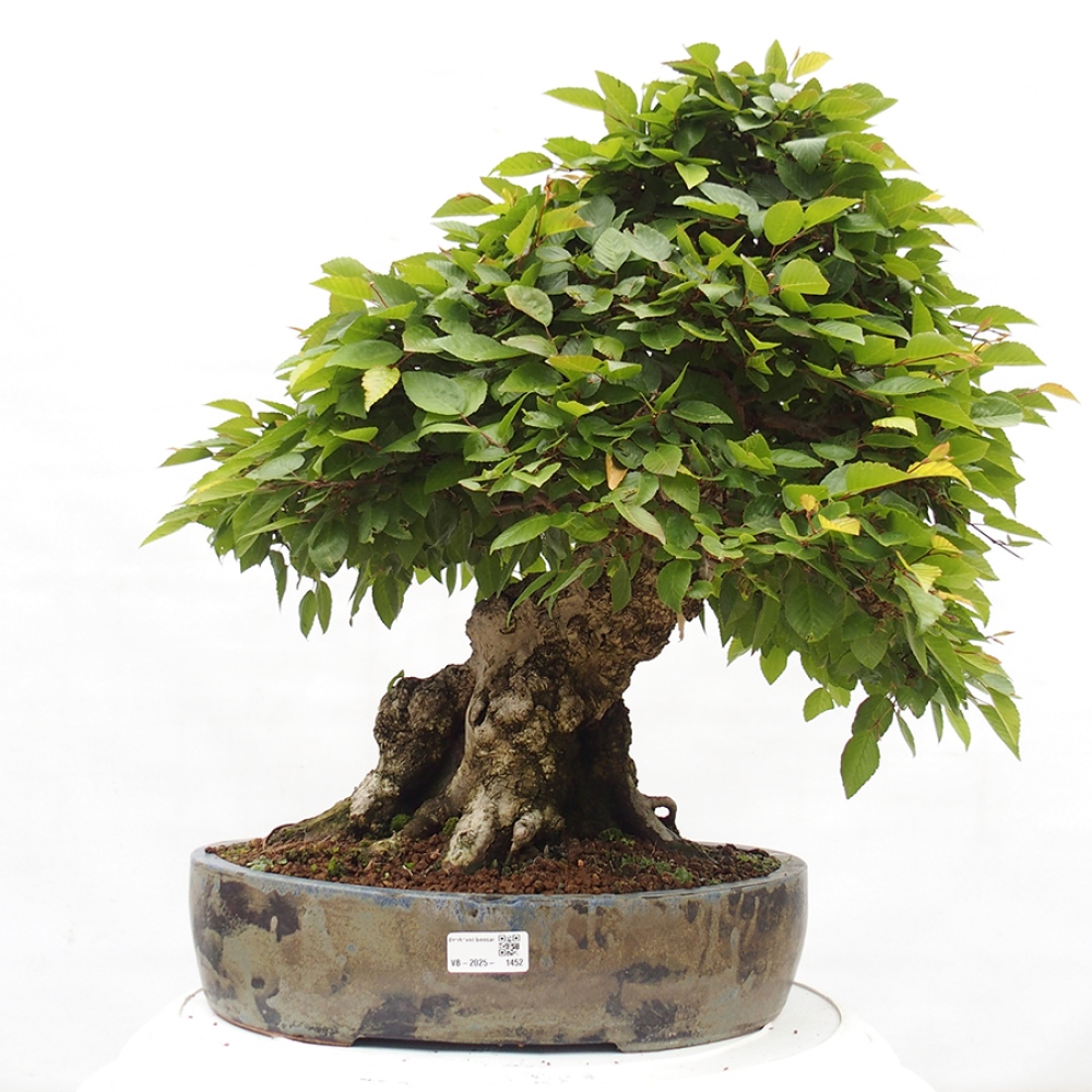 Bonsai zewnętrzne -Carpinus CARPINOIDES - grab koreański