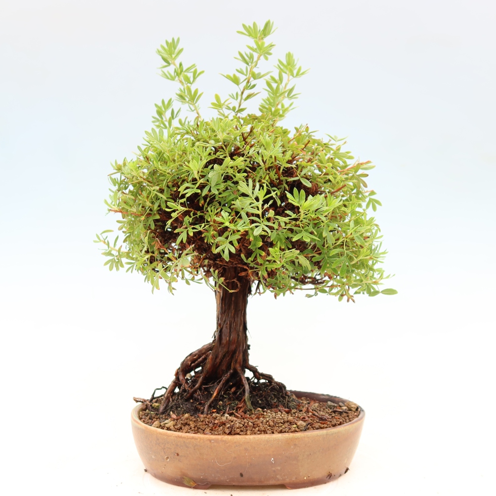 Bonsai zewnętrzne - Potentila fruticosa