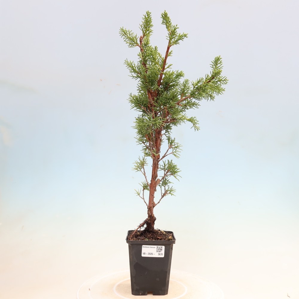 Outdoor bonsai - Juniperus chinensis Kishu