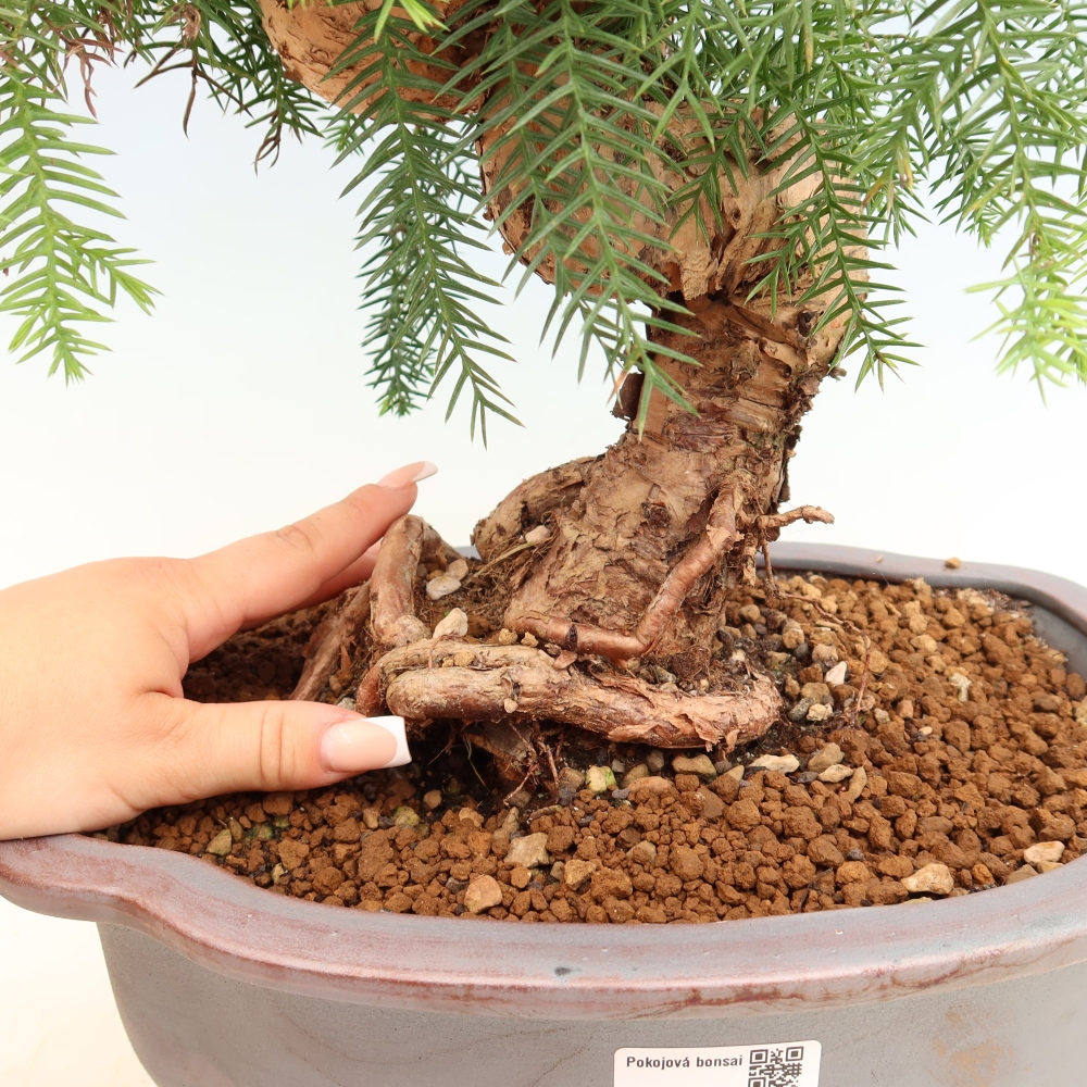 Bonsai domowe – araukaria – domowa sosenka