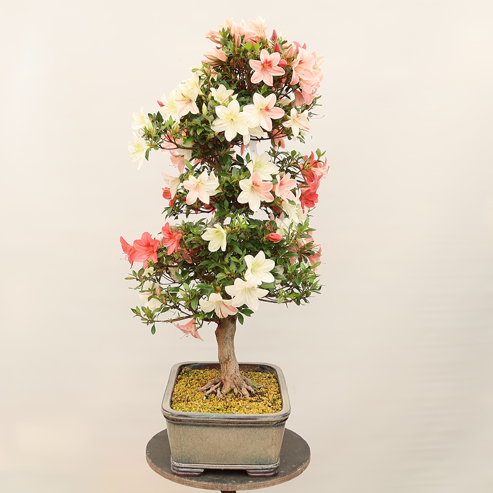 Bonsai zewnętrzne - Azalia japońska - Azalia Saishun