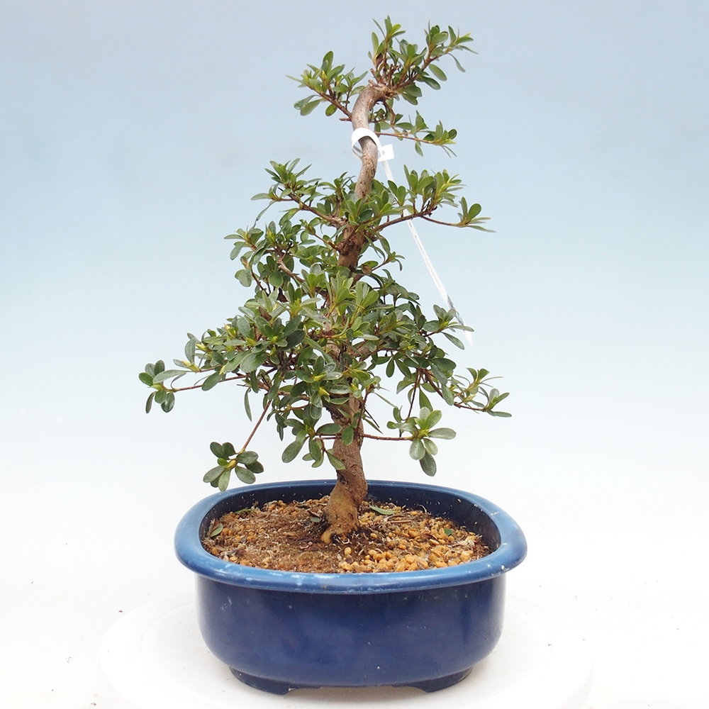 Bonsai zewnętrzne - Azalia japońska - Azalia Asahi-no-izumi