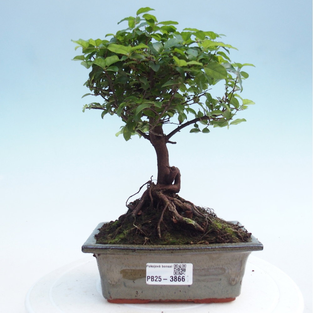 Bonsai pokojowe - Sageretia thea - Sageretia thea