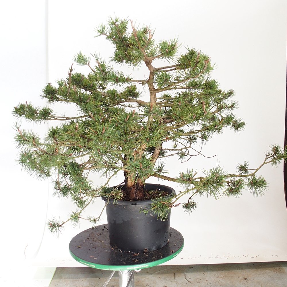 Yamadori - Pinus sylvestris Hiszpania