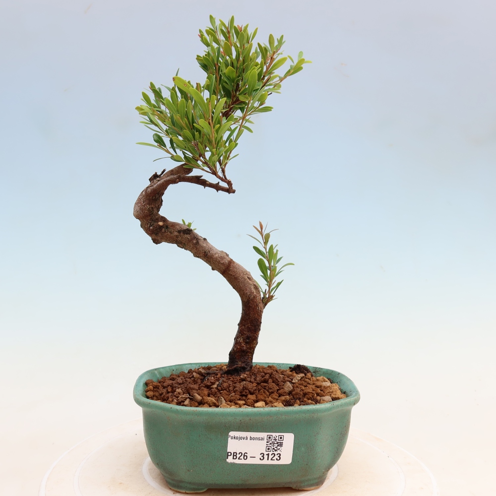 Pokój bonsai - Syzygium - Pimento