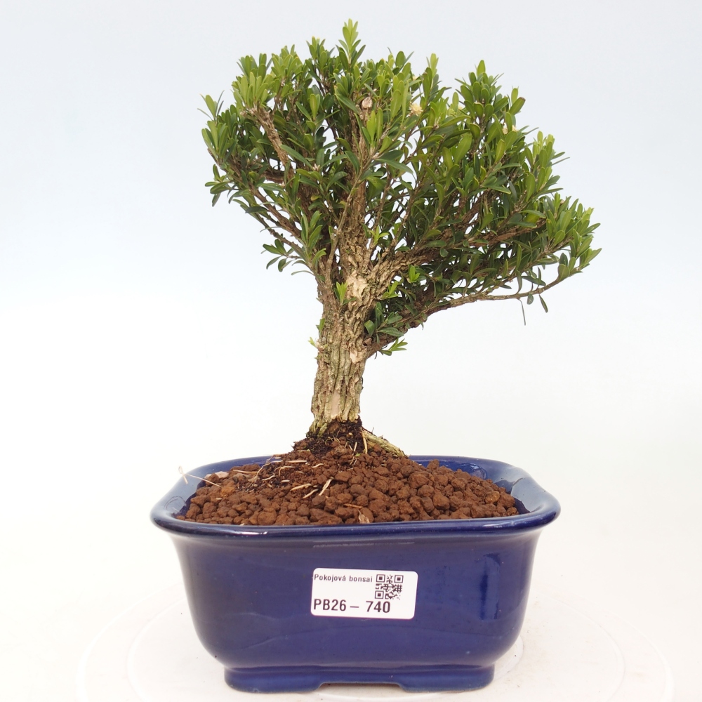 Pokój bonsai - Buxus harlandii - buxus korkowy