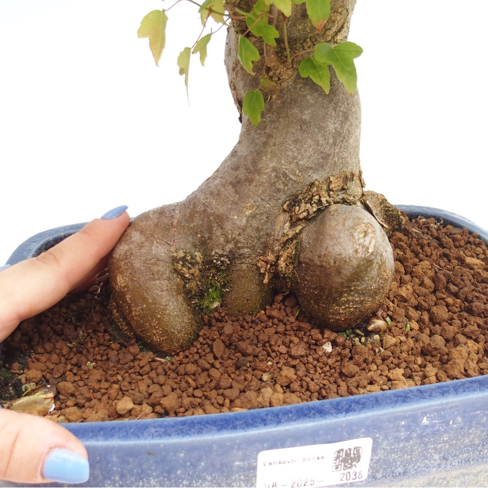 Outdoor bonsai - Maple Buergerianum - Burger Maple