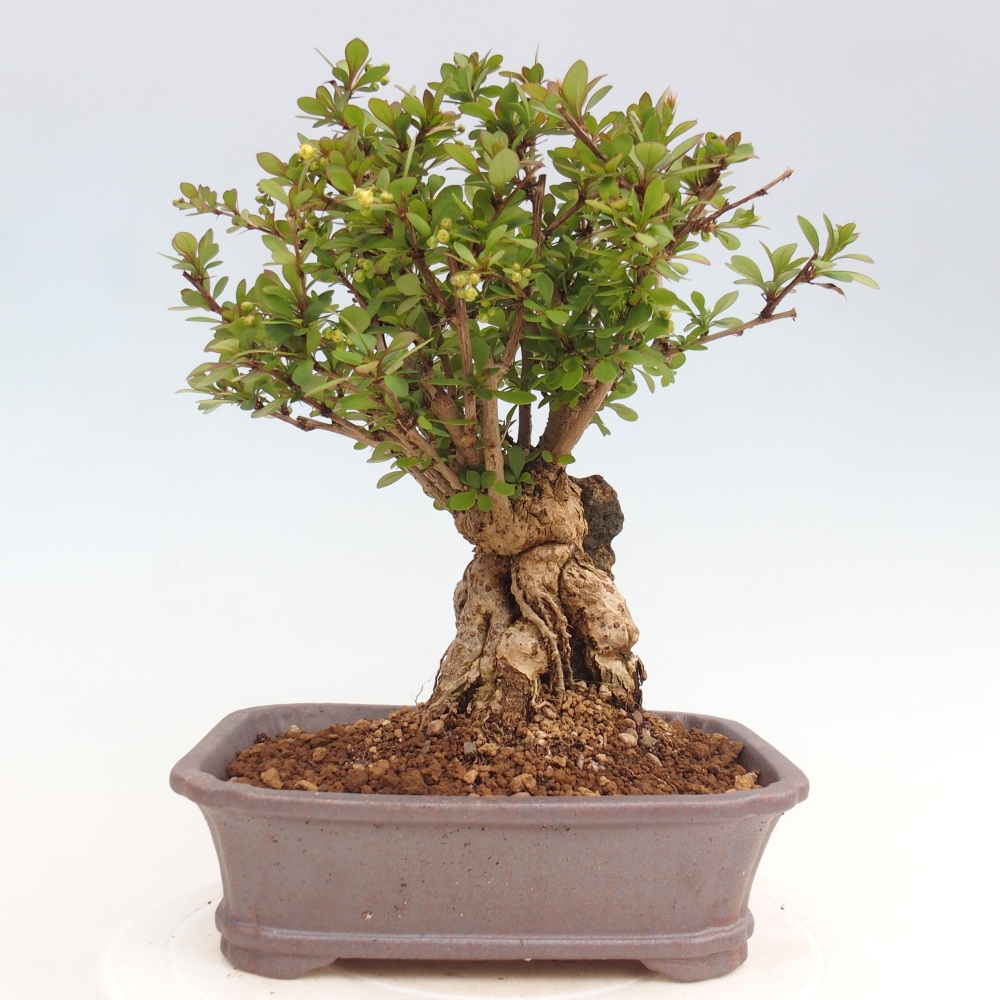 Bonsai zewnętrzne - Berberis coreana