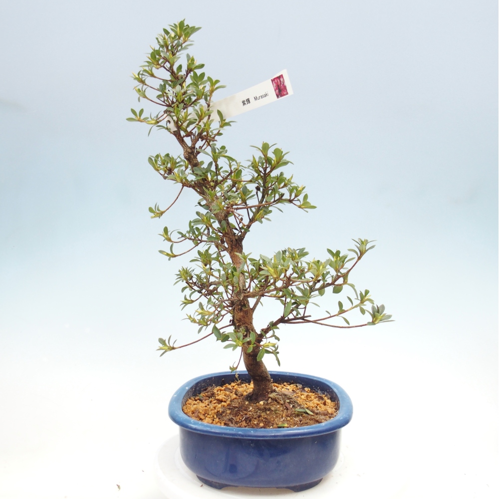 Outdoor bonsai - Azalia japońska - Azalia MURASAKI