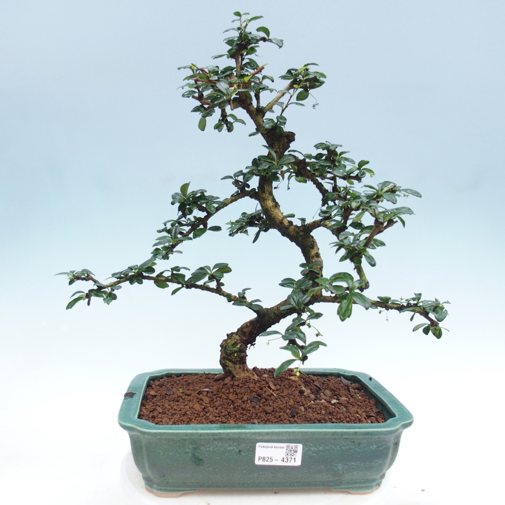 Bonsai pokojowe - Carmona macrophylla - Tea fuki