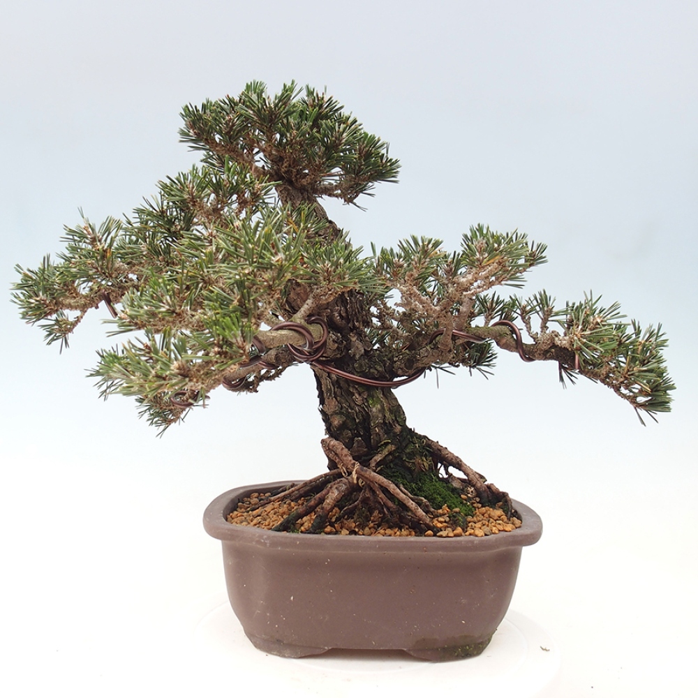 Outdoor bonsai - Pinus thunbergii Kotobuki - Sosna Thunberga