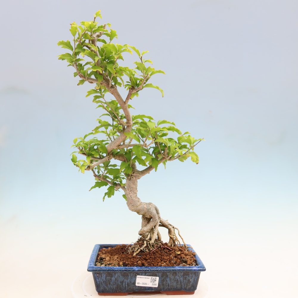 Bonsai ogrodowe – Hibiscus syriacus – hibiskus syryjski
