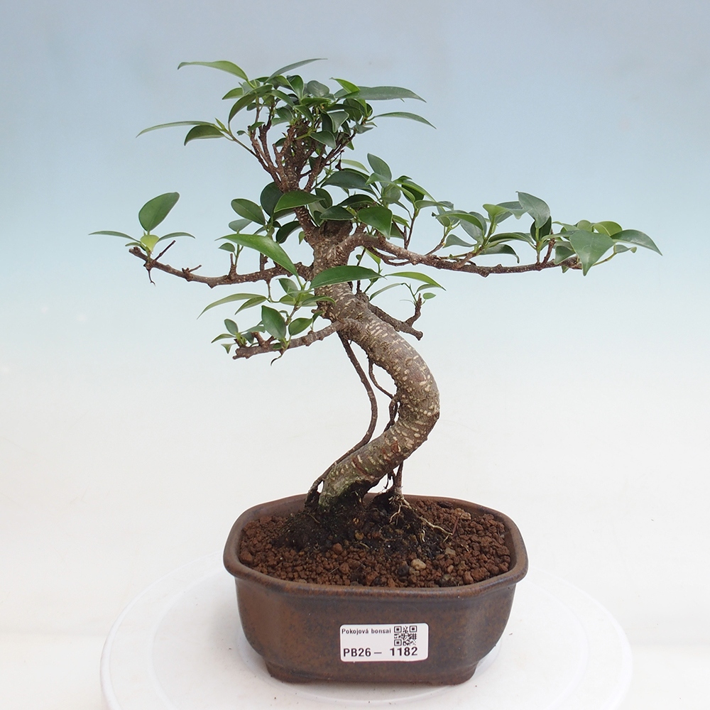 Pokój bonsai - Ficus retusa - figowiec drobnolistny